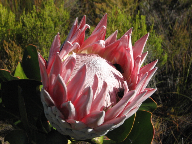 King protea