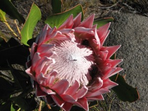 King Protea