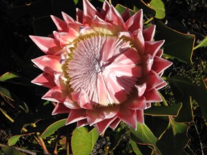 King Protea