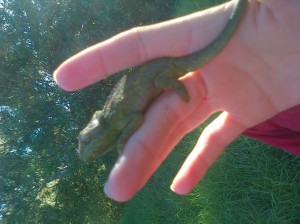We found this cool Chameleon.